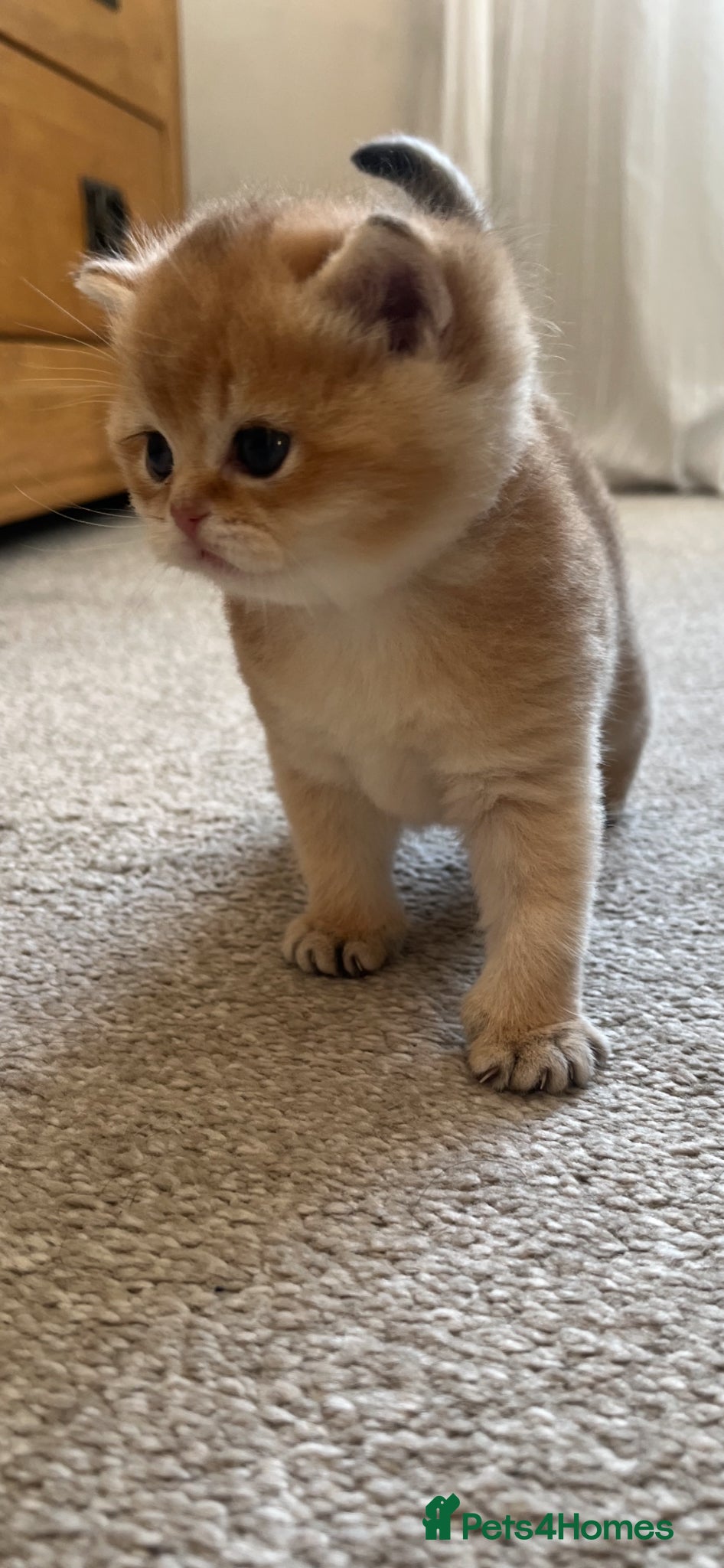 British Shorthair cats GOLDEN NY12 INTERNATIONAL CHAMPION BLOODLINE  - Advert 2