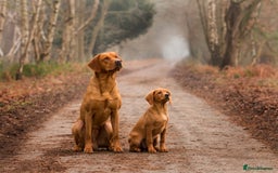 Labrador Retriever dogs for stud: 0/0 Hip & Elbows, Fully Health Tested in Tadcaster - Image 10