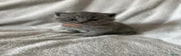 British Shorthair cats for sale: 👑 High Quality GCCF registered BSH kittens 👑 - Advert 17