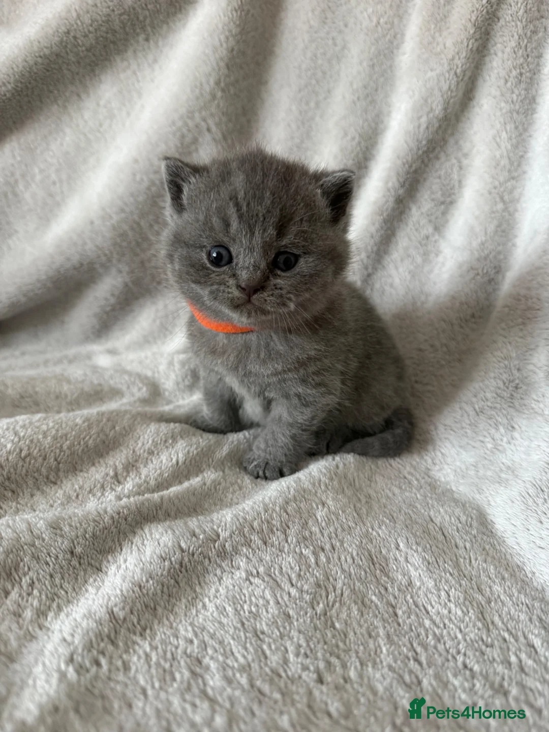 British Shorthair cats for sale: 👑 High Quality GCCF registered BSH kittens 👑 - Advert 17