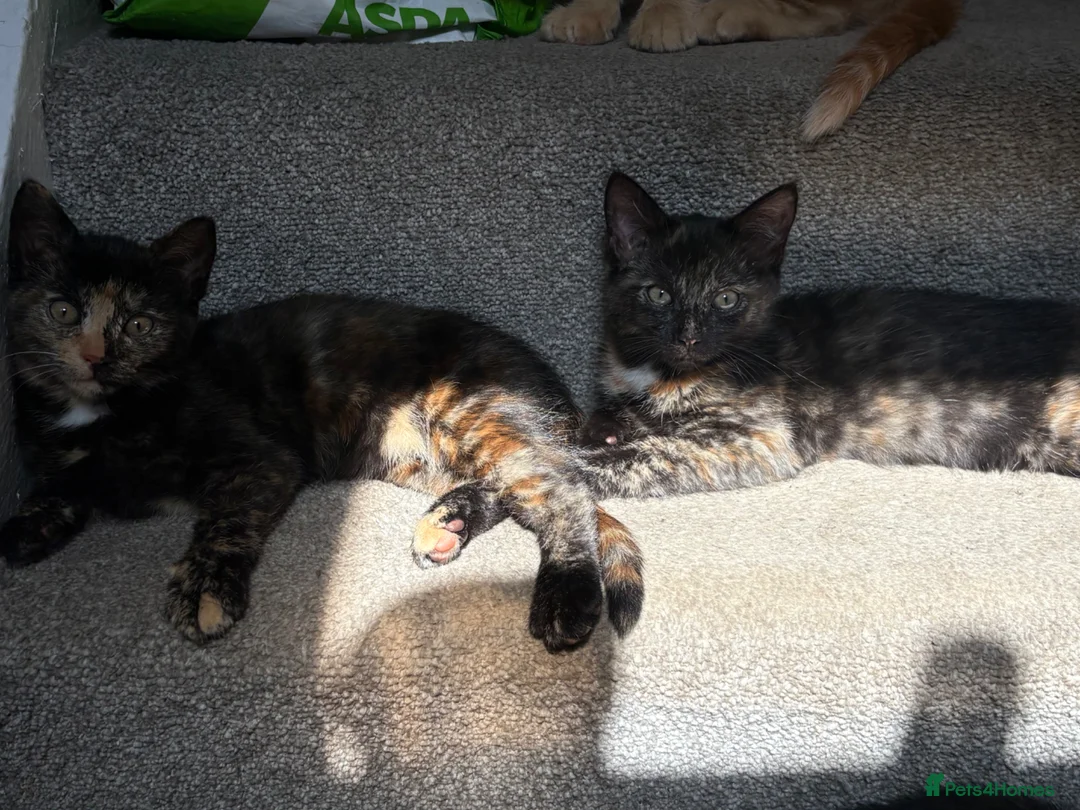 Mixed Breed cats for sale: Kittens for Sale - Advert 1