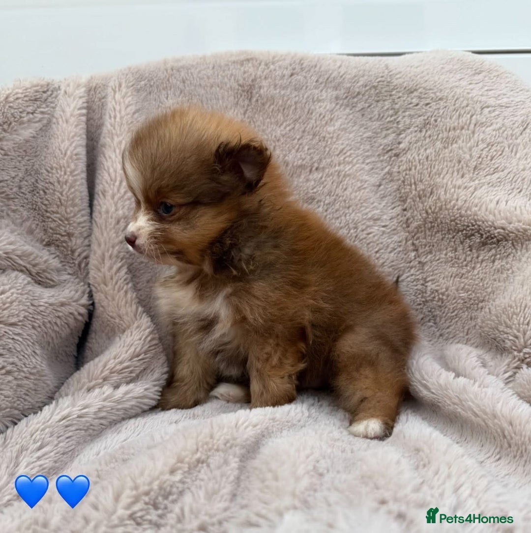 Pomeranian dogs for sale: Pomeranian - Image 6