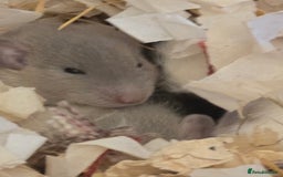 Rat rodents for sale: 5 girls and 3 boys available  - Image 1