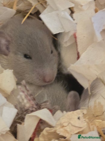 Rat rodents - Advert 8