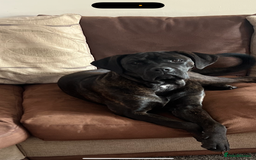 Cane Corso dogs for sale: Cane corso puppies - Image 3