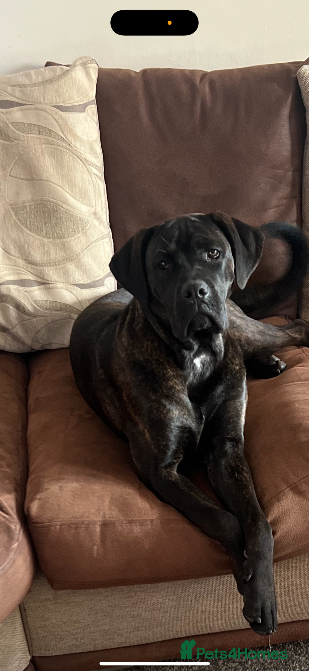 Cane Corso dogs for sale: Cane corso puppies - Image 3