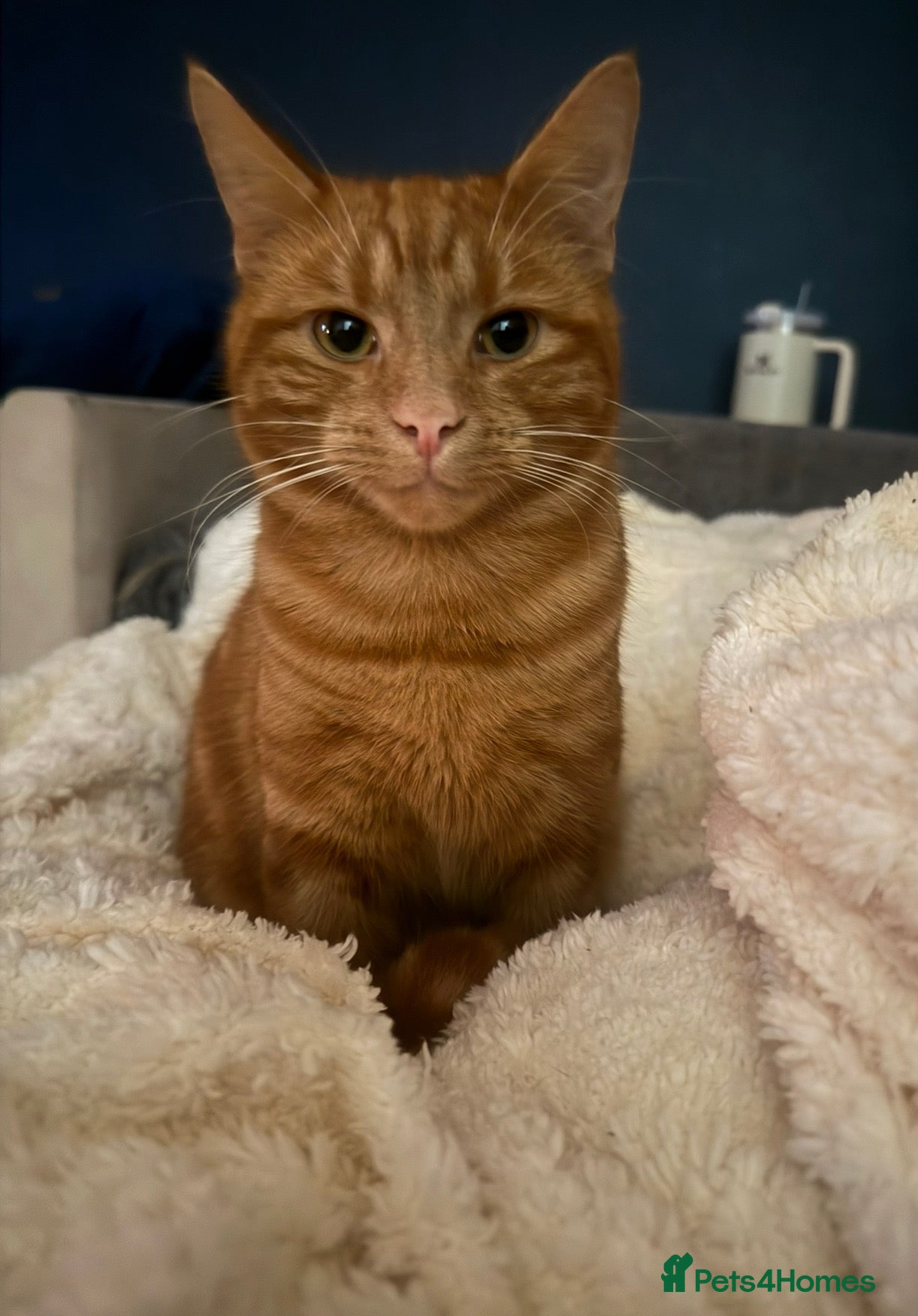 Domestic Shorthair cats beautiful ginger cat  - Advert 3