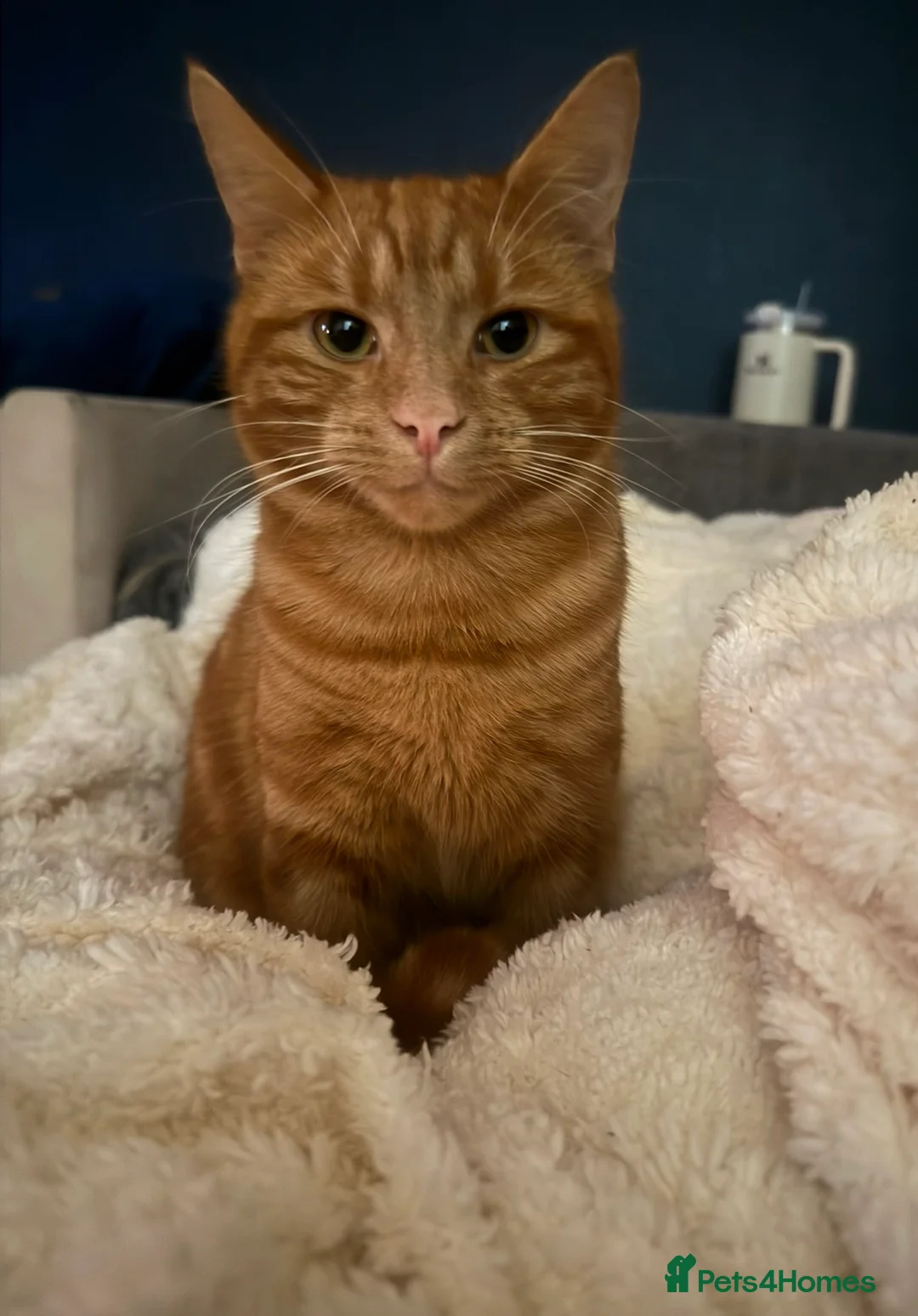 Domestic Shorthair cats for sale: beautiful ginger cat  - Advert 1