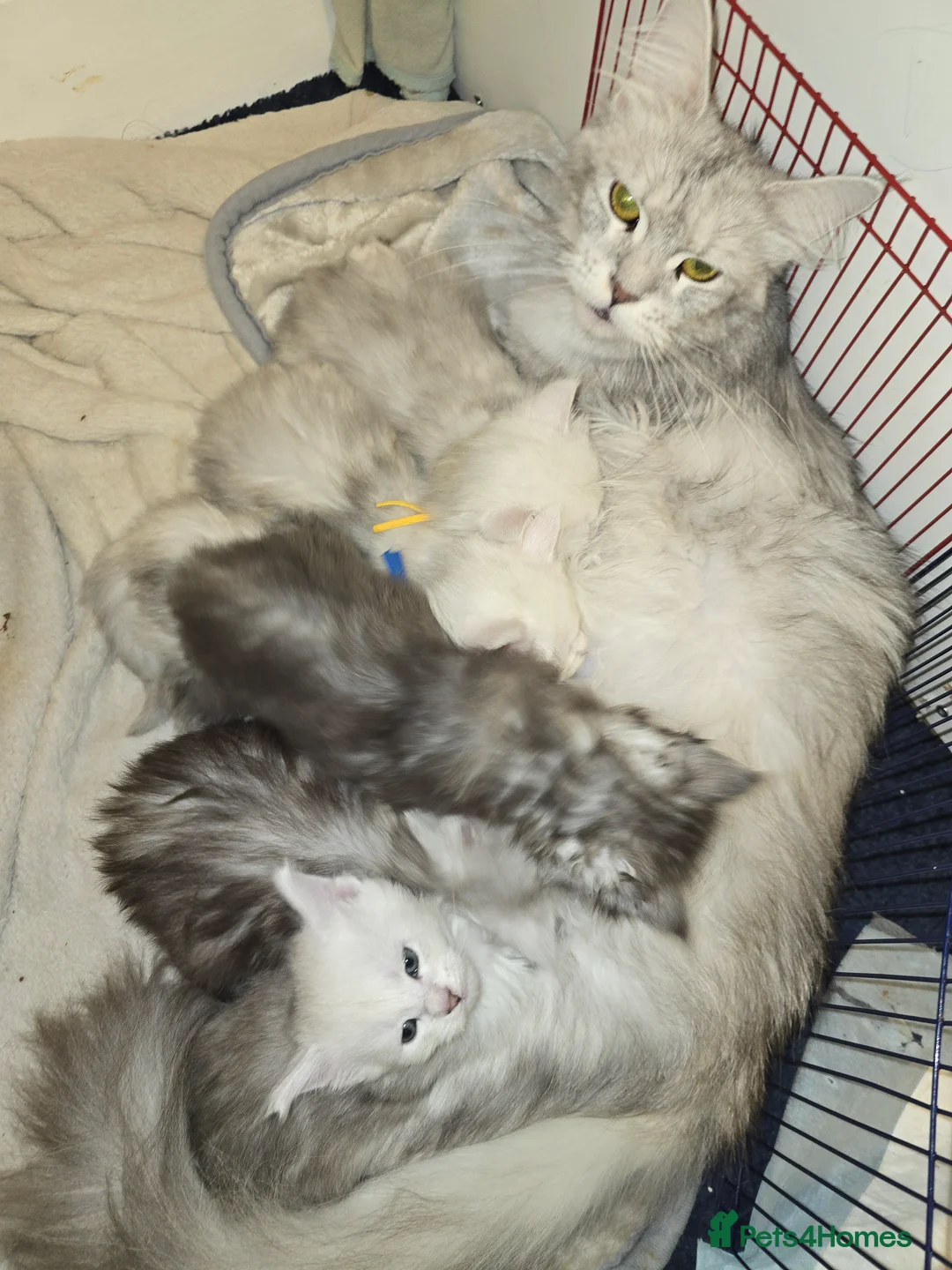 Maine Coon cats for stud: Black Shaded Maine Coon Large Imported in Hull - Advert 25