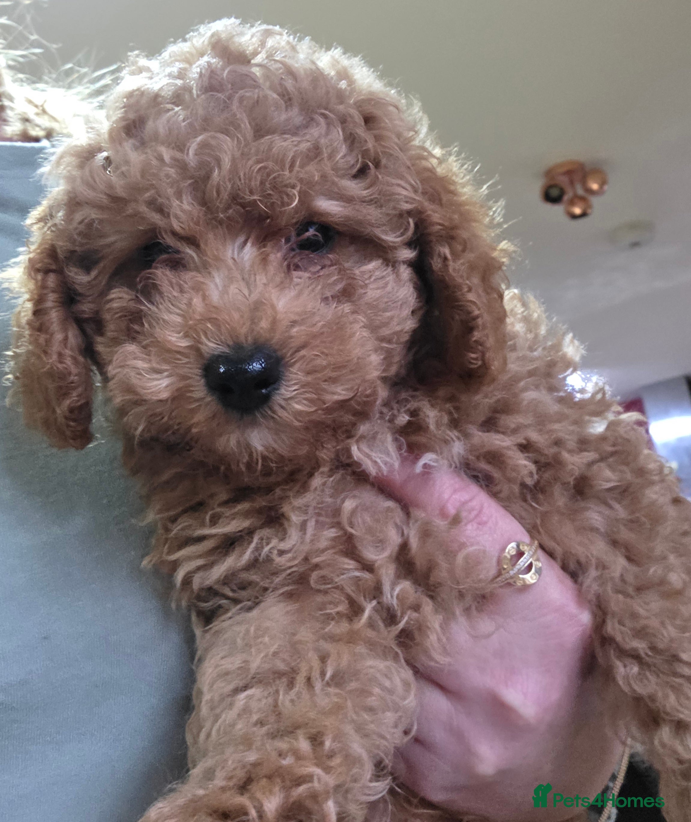 Maltipoo dogs Maltipoo/mini toy poodle  - Advert 5