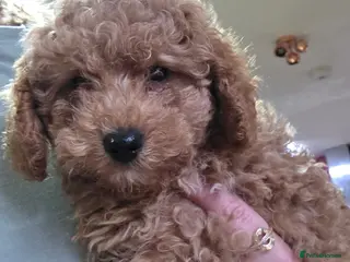 Maltipoo dogs Maltipoo/mini toy poodle - Advert 3