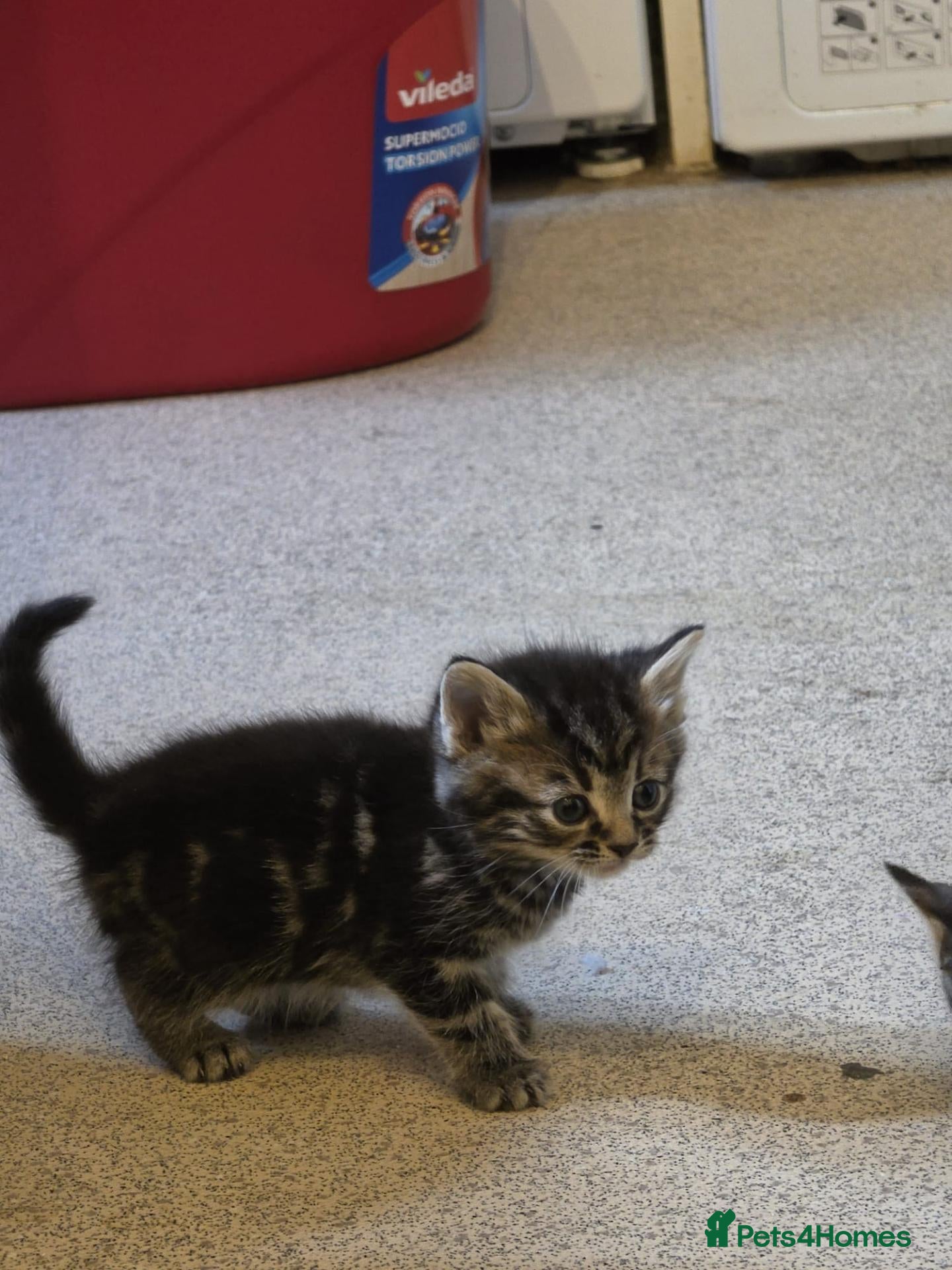 Mixed Breed cats 5 kittens for sale - Advert 1