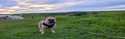 French Bulldog dogs for stud: French bulldog stud in Harrow - Advert 3