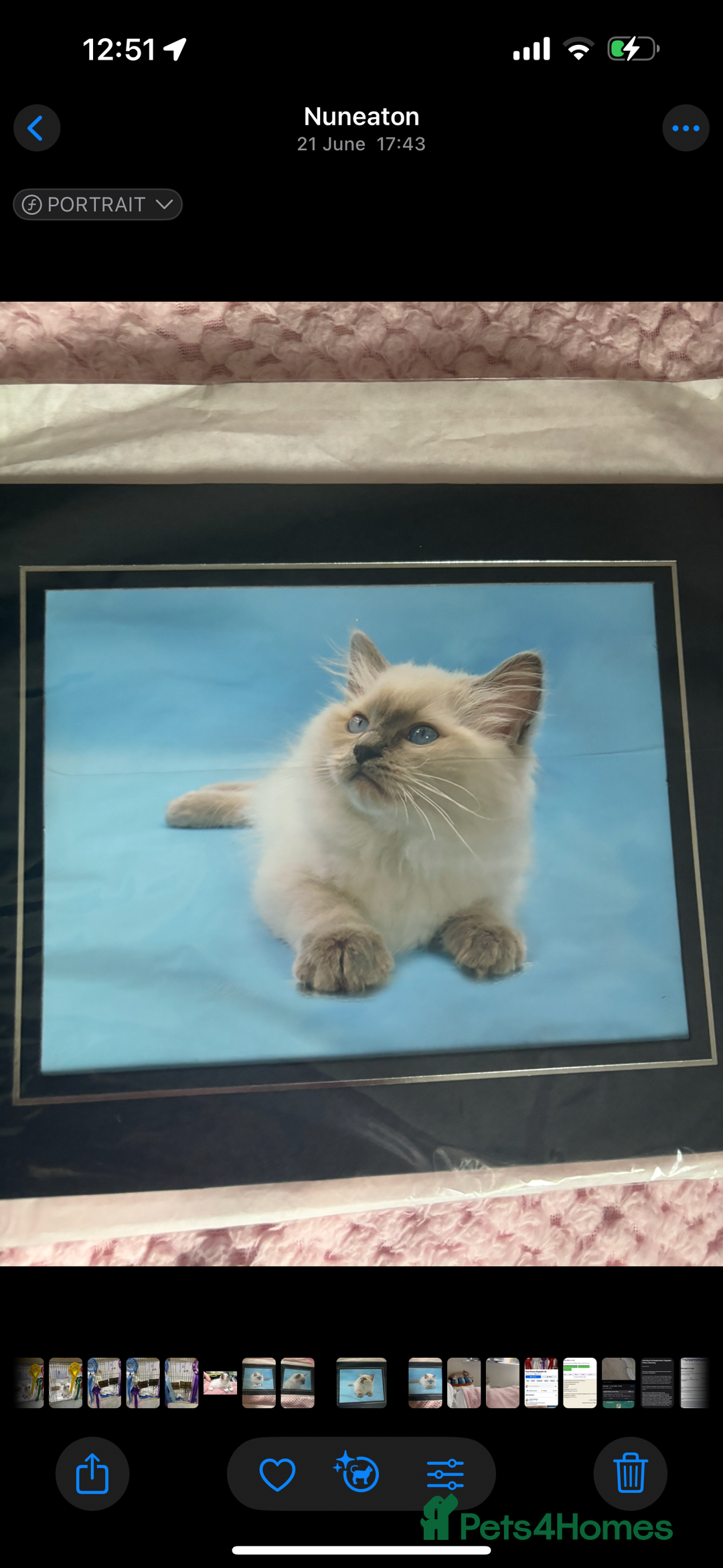Ragdoll cats for sale:  gccf blue mitted girl simply stunning  - Advert 14