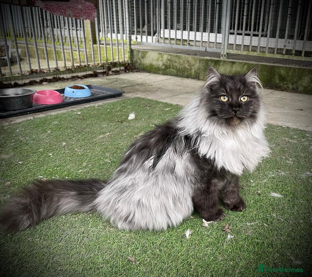 Siberian cats for sale: Fluffy, purebred, healthy Siberians come available - Advert 6