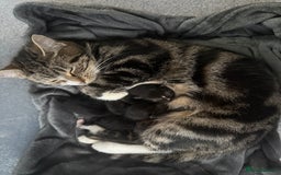 British Shorthair cats for sale: 4 Kittens available - Image 8