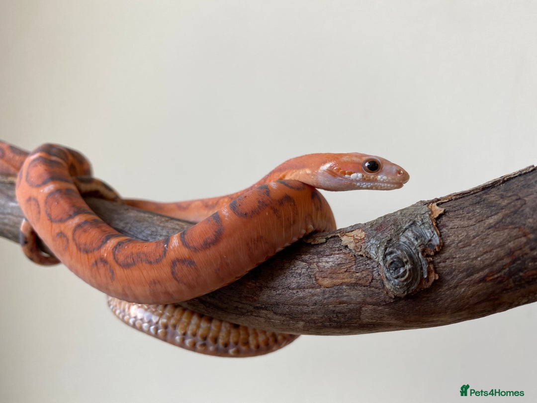 Corn Snake reptiles for sale: Scaless corn snakes  - Image 7