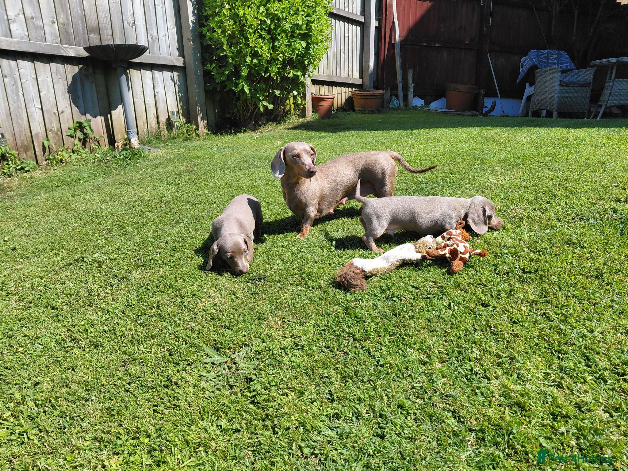 Dachshund dogs Stunning Dachshund Puppies - Advert 4