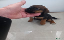 Mixed Breed dogs for sale: Patterdale x border terrier  - Image 14