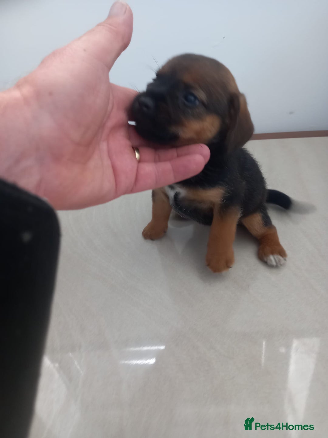 Mixed Breed dogs for sale: Patterdale x border terrier  - Image 14