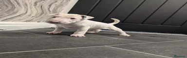 English Bull Terrier Puppy 2