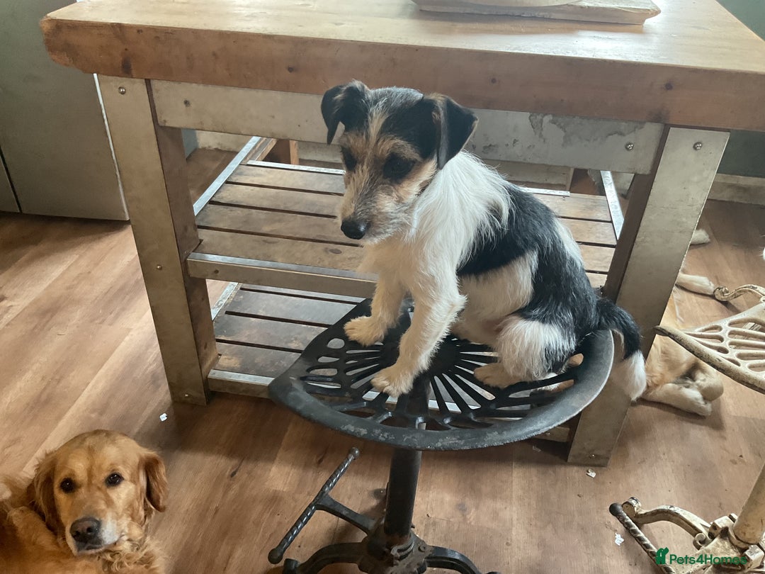 Jack Russell dogs for sale: Gorgeous Jack Russell puppies  - Image 15