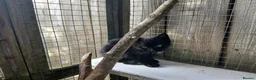 Domestic Shorthair cats for sale: 5 beautiful kittens  - Advert 6