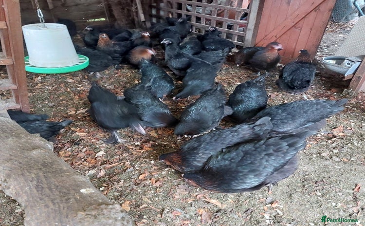Hens poultry POL Hybrid French Black Copper Maran Hens  - Advert 5