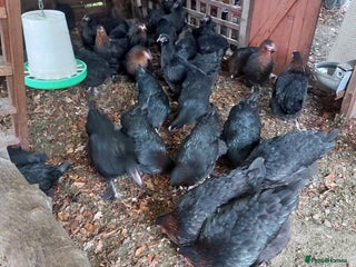 Hens poultry POL Hybrid French Black Copper Maran Hens - Advert 1