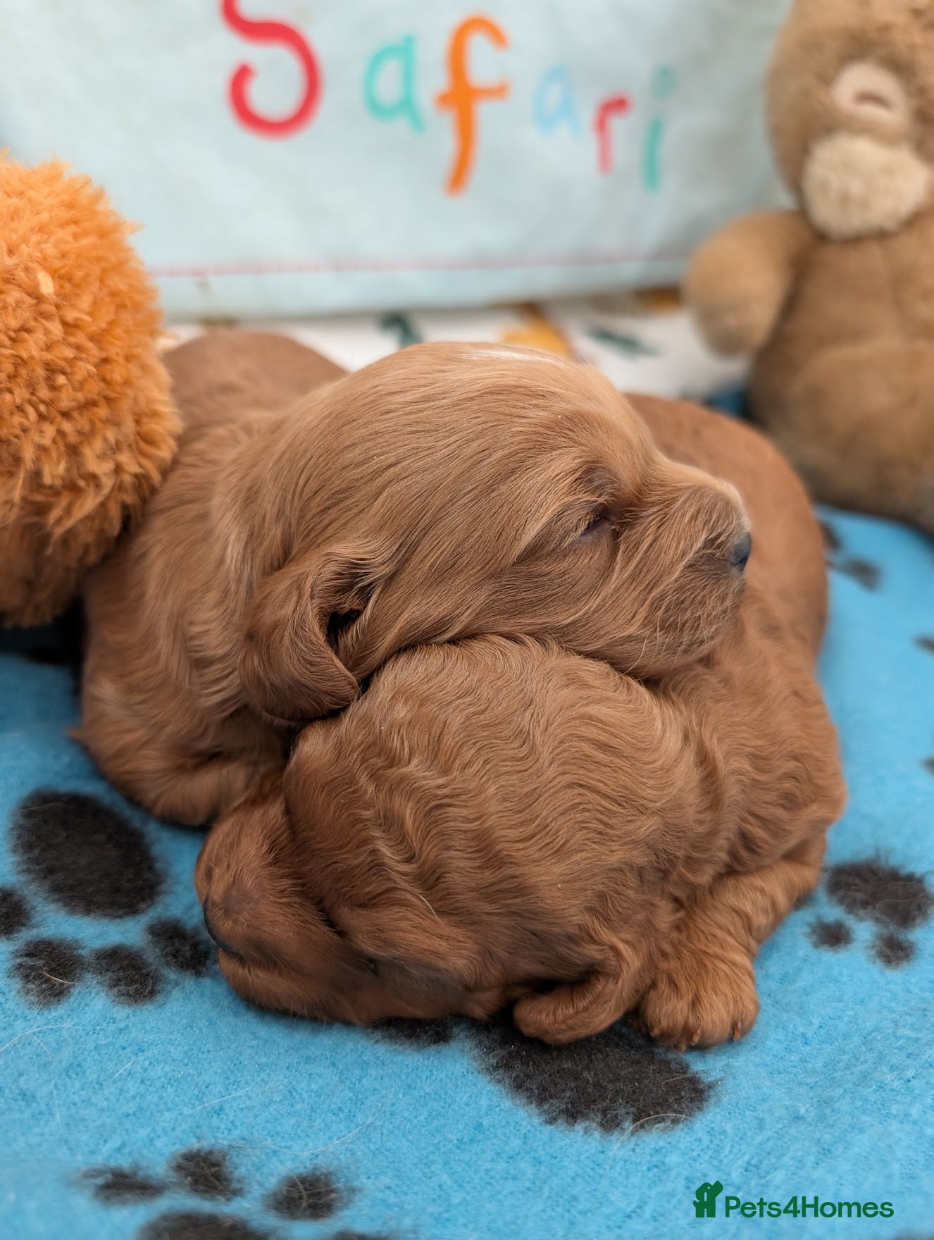Cavapoo dogs F1B Deep Fox Red Puppies - Advert 17