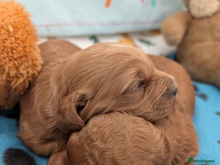 Cavapoo dogs F1B Deep Fox Red Puppies - Advert 1