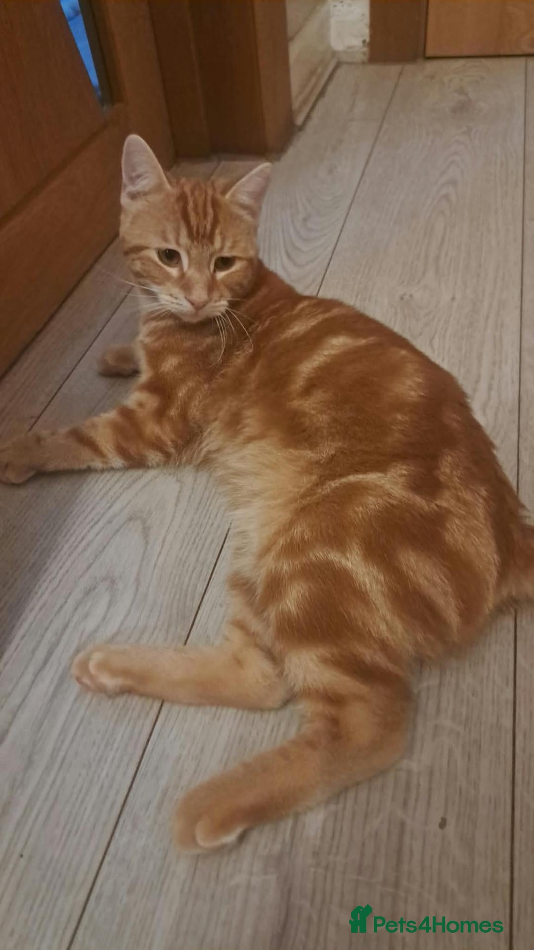 Siberian cats Stunning kittens ♥️special offer .  - Advert 1