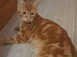 Siberian cats Stunning kittens ♥️special offer . - Advert 1