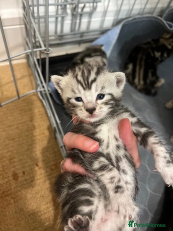 Bengal cats - Advert 5