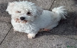 Poochon dogs for sale: Poochon looking for a loving home  - Image 3