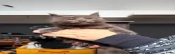 Maine Coon cats for sale: Gorgeous Maine Coon Kittens - Advert 20
