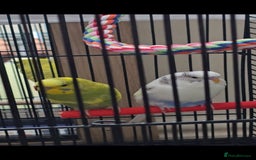 Budgerigars birds for sale: 2 budgies with cage - Image 5