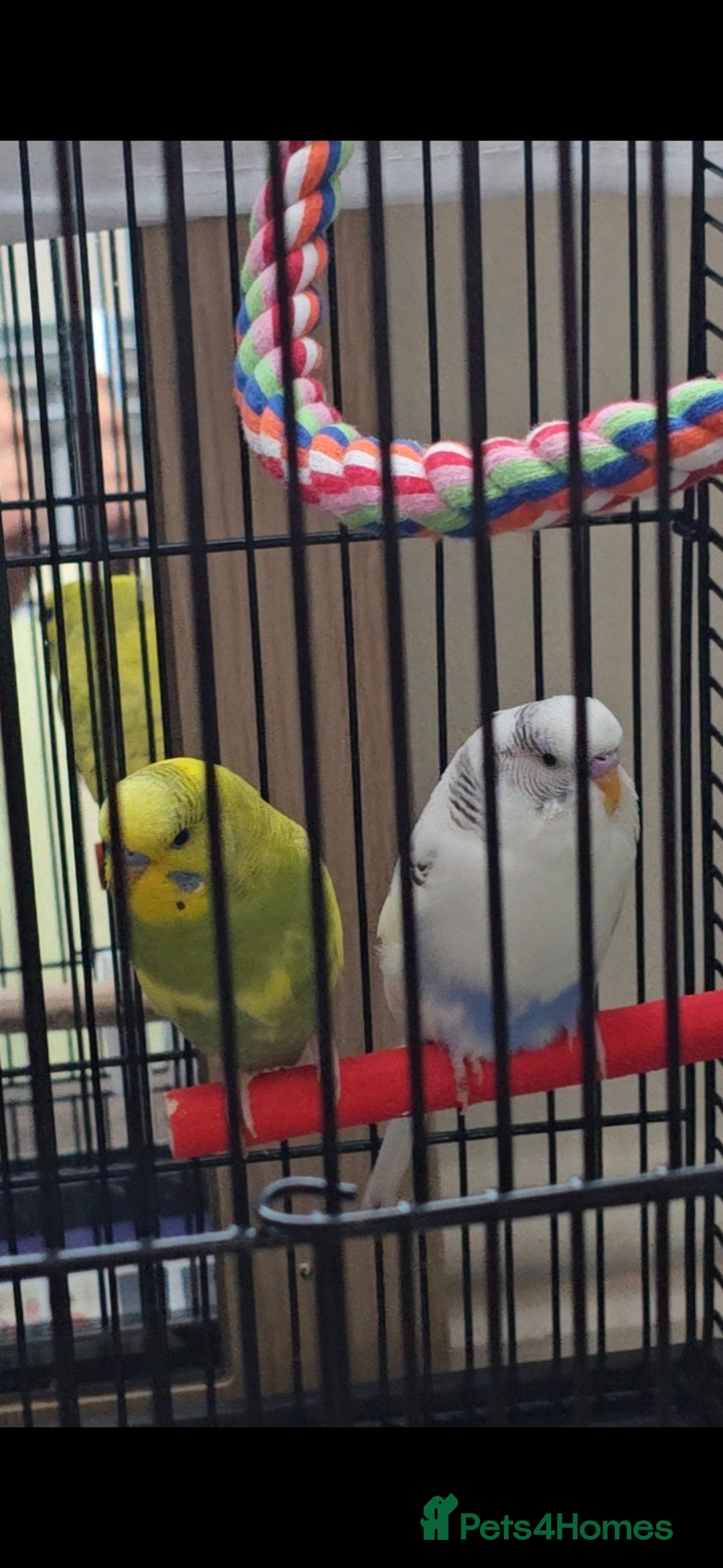 Budgerigars birds for sale: 2 budgies with cage - Image 5