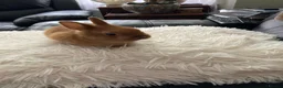 Netherland Dwarf rabbits for sale: Female rabbit for rehoming - Advert 2