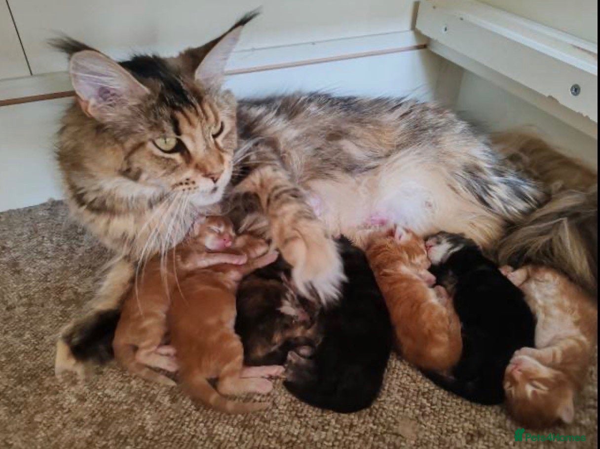 Maine Coon cats Wonderful Maine coon kittens - Advert 1