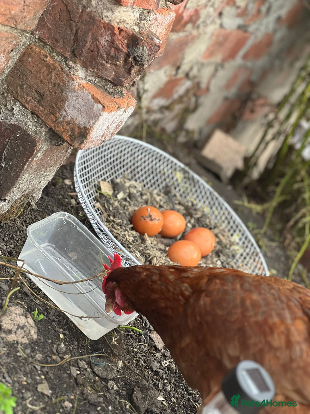 Chickens poultry for sale: Hens for sale - Image 2