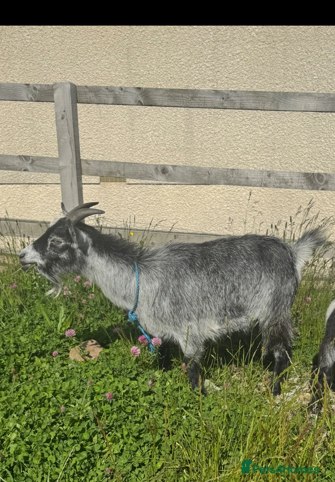 Goats livestock for sale: Pigmy goat in Barnard Castle - Advert 1