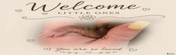 Cocker Spaniel dogs for sale: 🧡🐾🧡Beautiful Cocker Spaniel Puppies coming soon - Advert 2