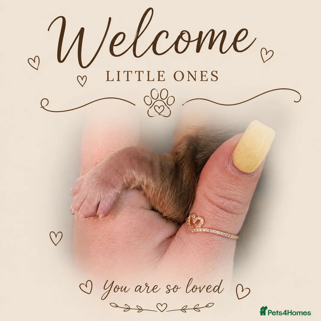 Cocker Spaniel dogs for sale: 🧡🐾🧡Beautiful Cocker Spaniel Puppies coming soon - Advert 2
