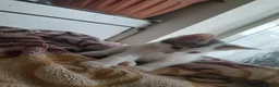 American Shorthair cats for sale: American short hair kitten  - Advert 8