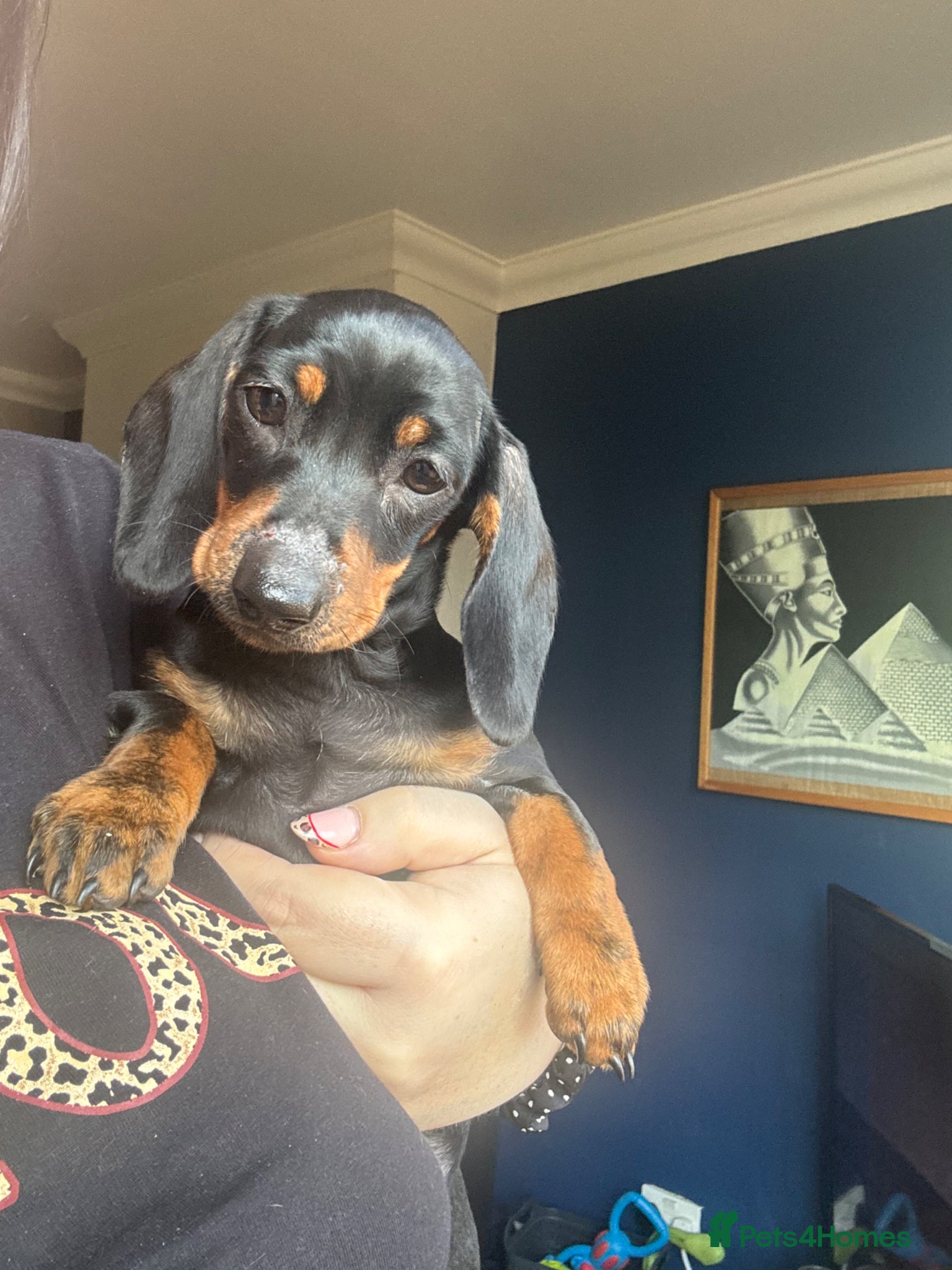 Miniature Dachshund dogs Mini smooth haired dachshund girl  - Advert 6