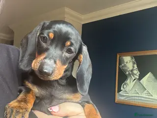 Miniature Dachshund dogs Mini smooth haired dachshund girl - Advert 6