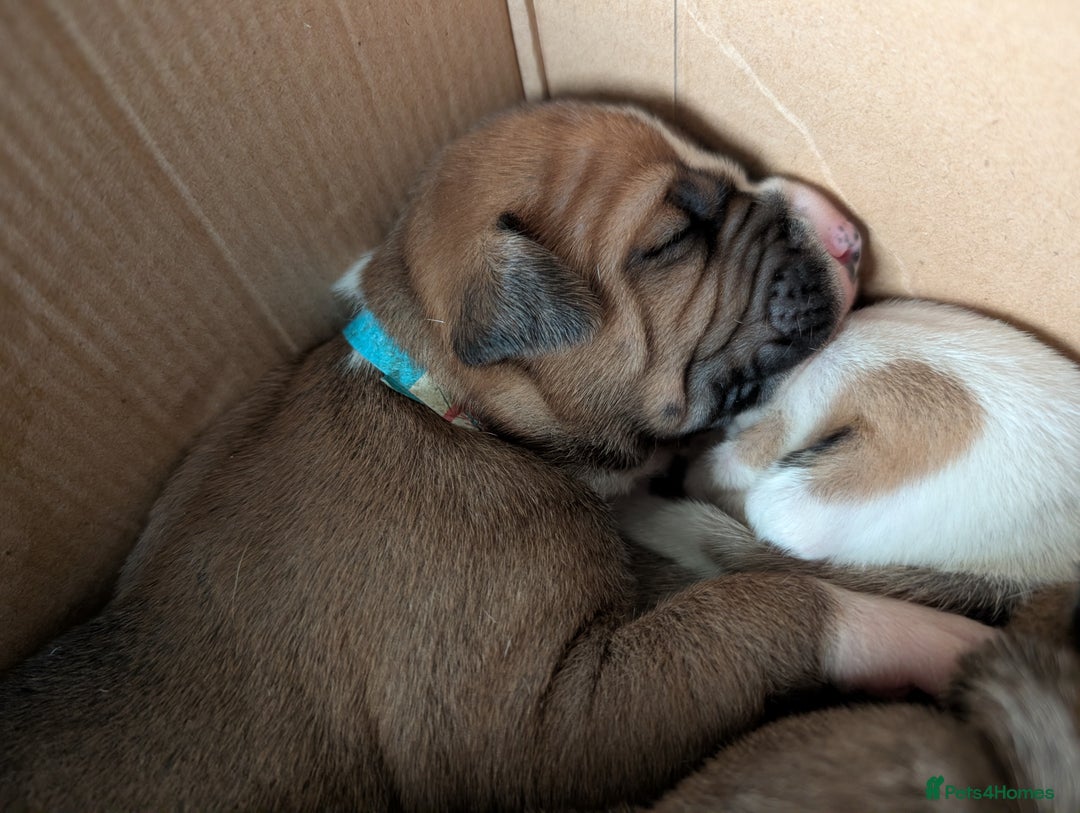 Mixed Breed dogs for sale: Staffy X pups  - Advert 13