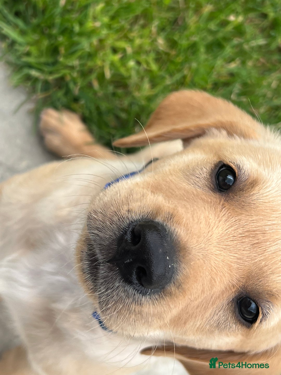 Goldador dogs for sale: Gorgeous Golden retriever/ labrador pups. - Image 9