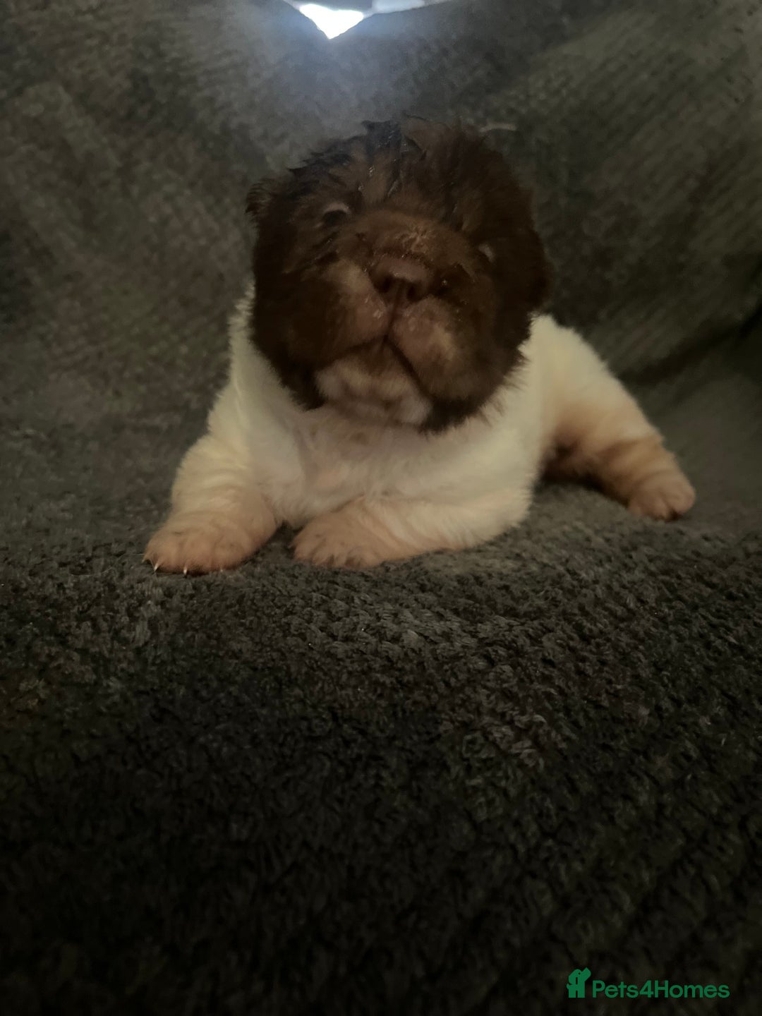 Shar Pei dogs for sale: Ready now amazing bear coat !!!!  - Advert 40